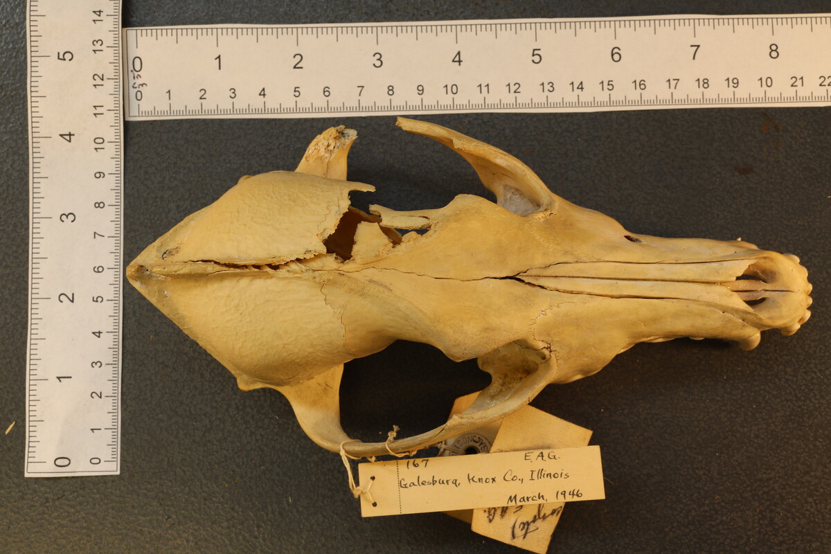 Canis latrans image