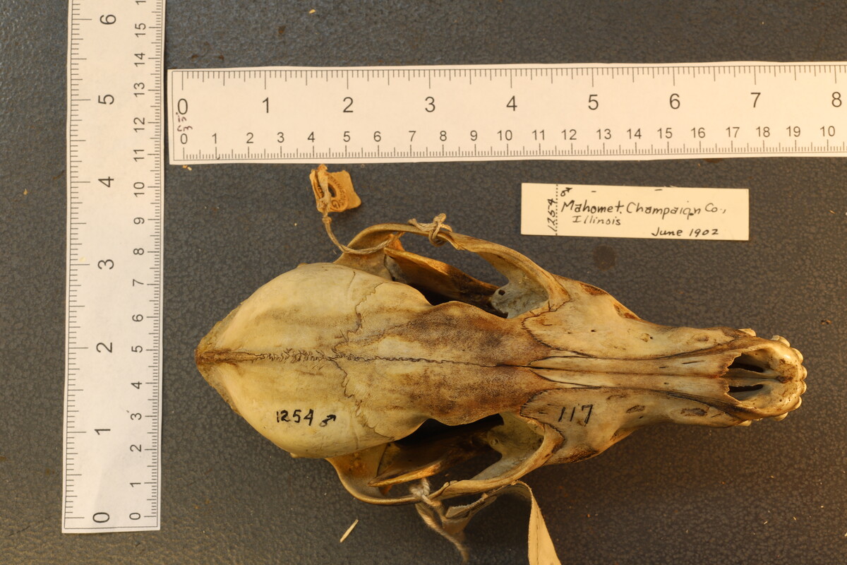 Canis latrans thamnos image