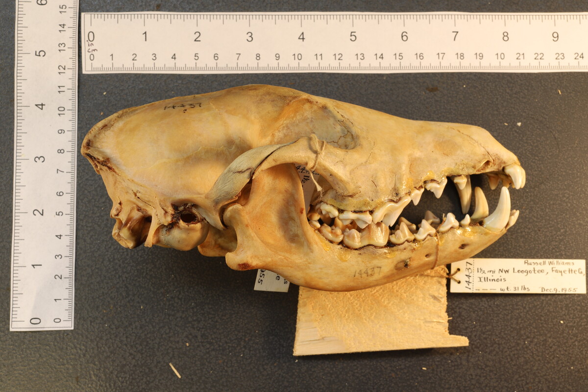 Canis latrans thamnos image