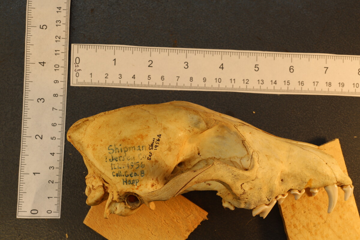 Canidae image