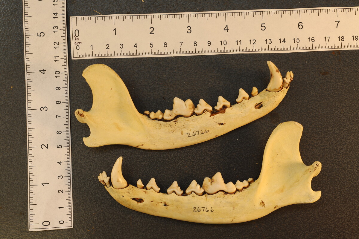 Canis latrans thamnos image