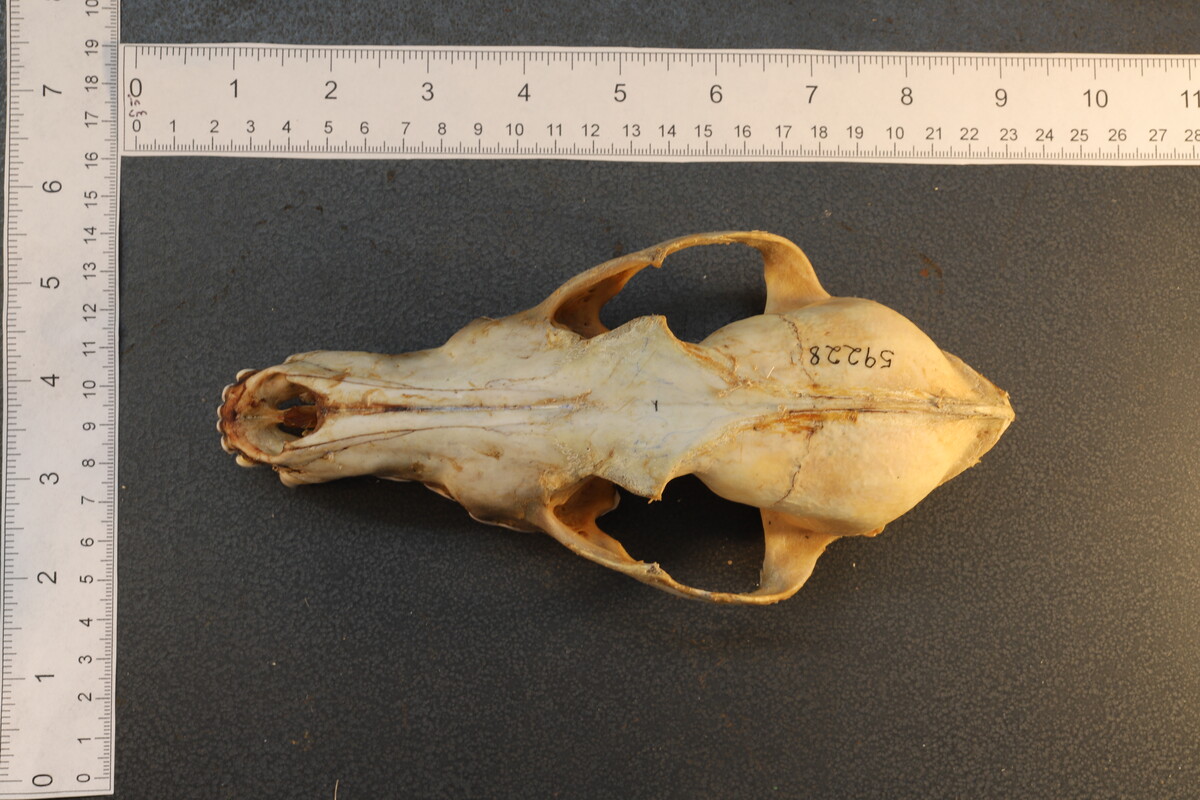 Canis latrans thamnos image