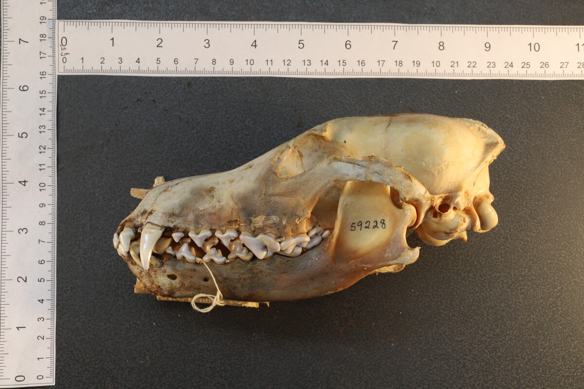 Canis latrans thamnos image