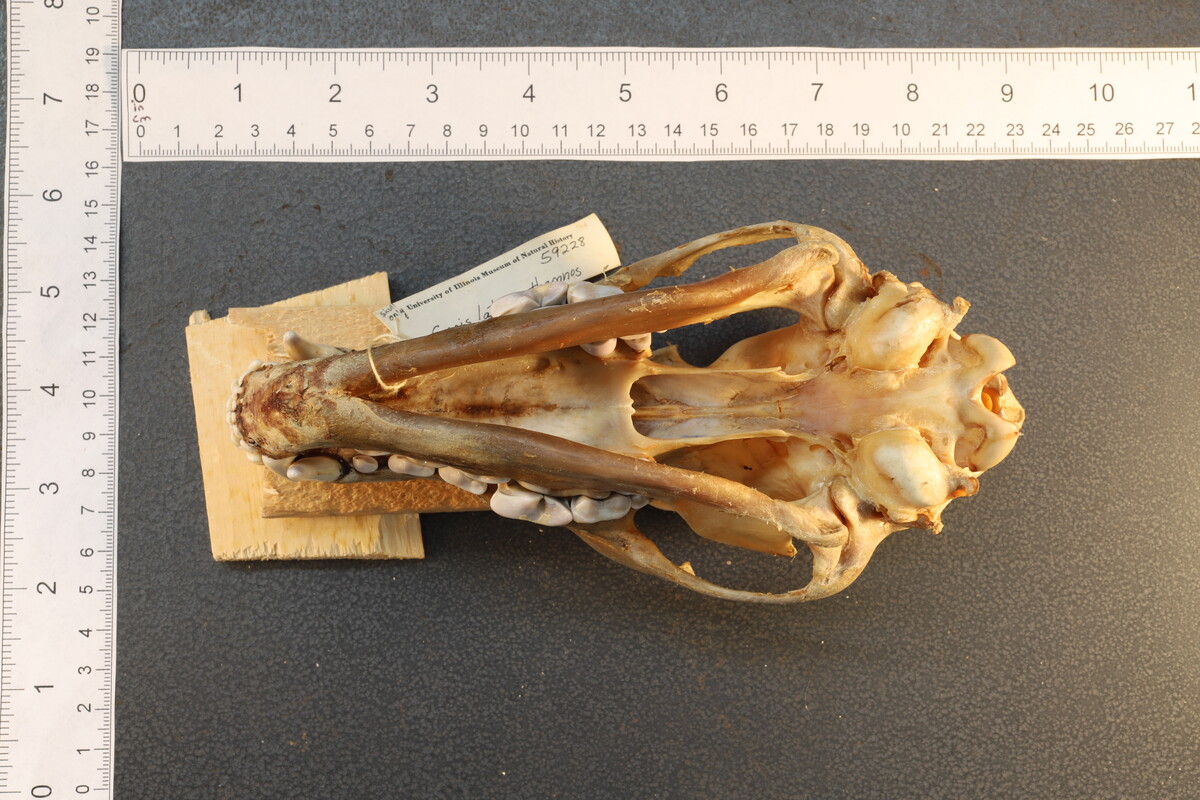 Canis latrans thamnos image