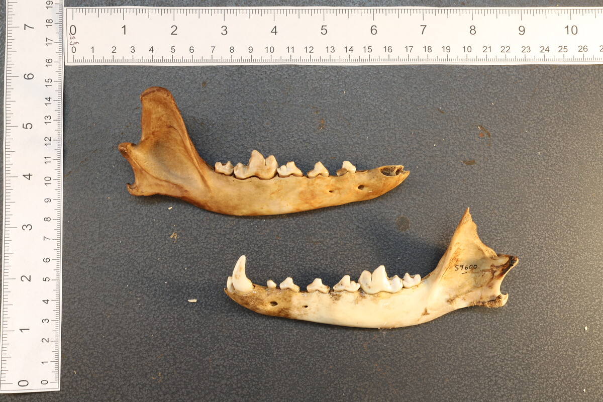 Canis latrans image