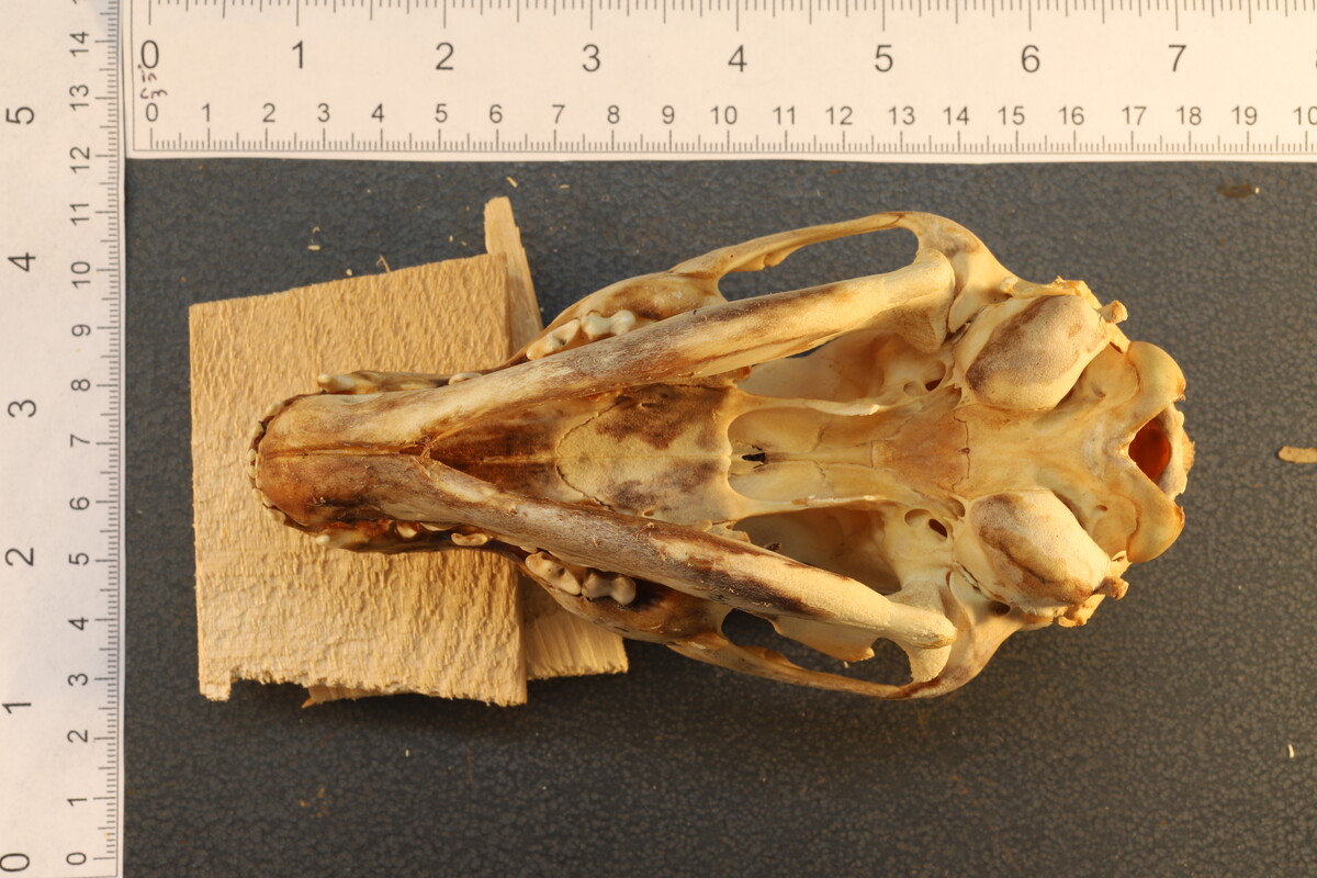 Canis latrans image