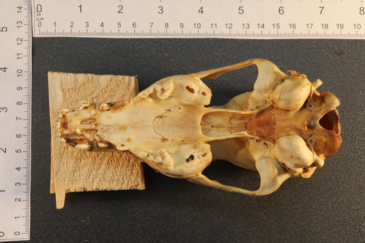 Canis latrans thamnos image