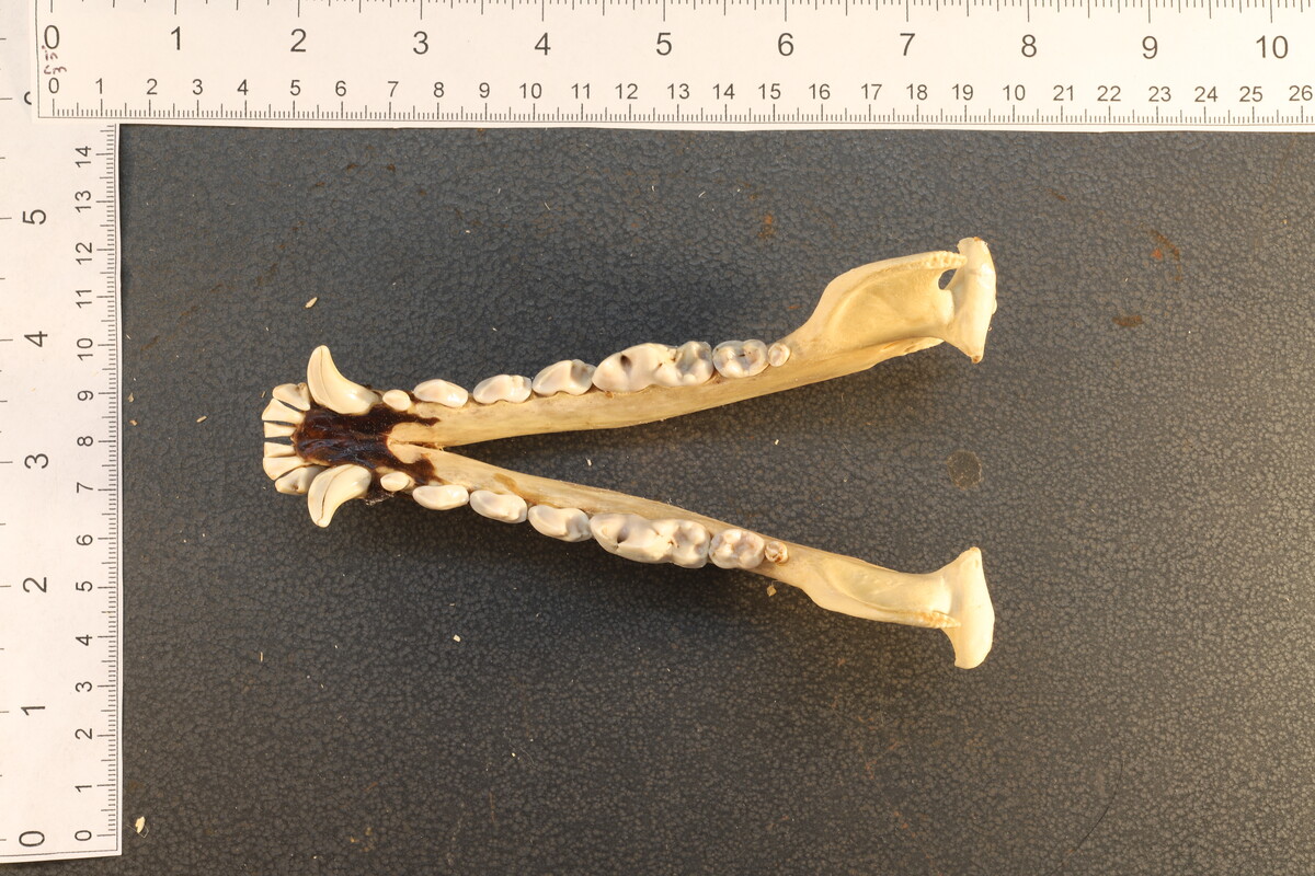 Canis latrans thamnos image