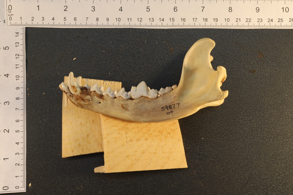 Canis latrans image