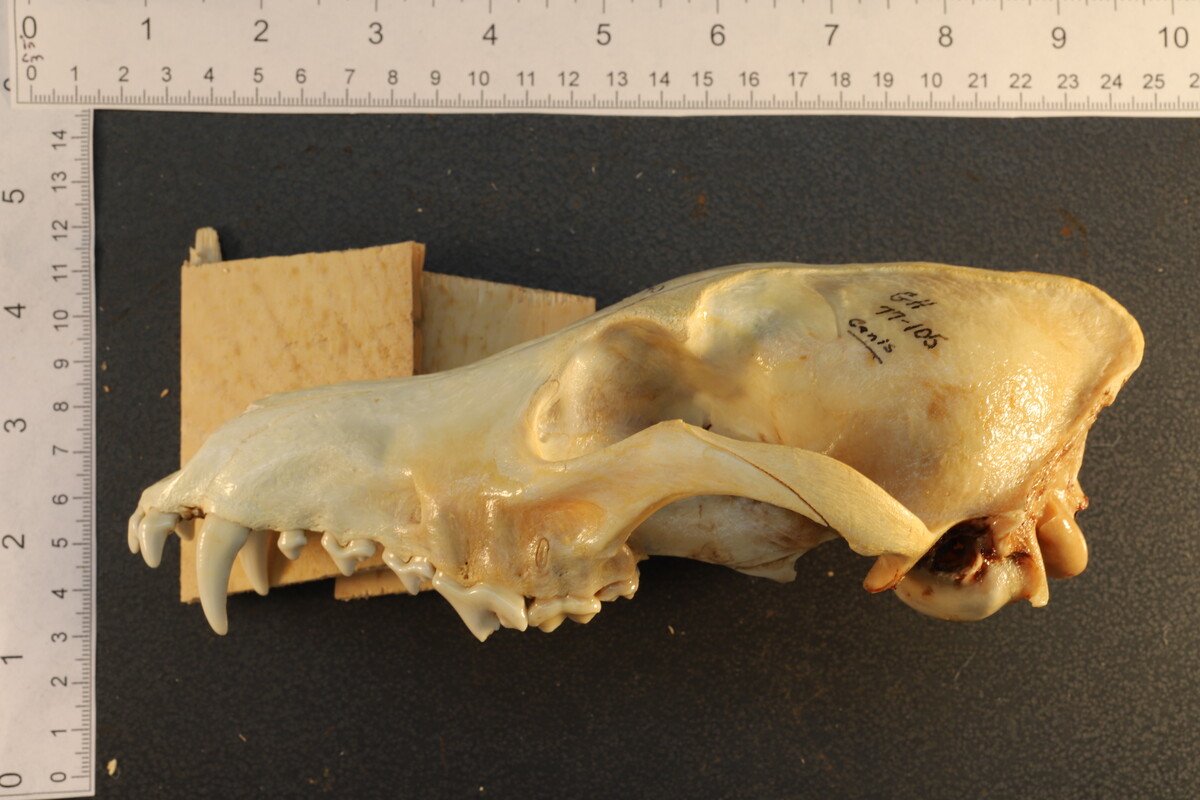 Canis latrans image