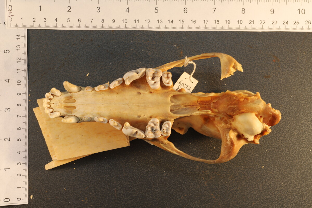 Canis latrans thamnos image