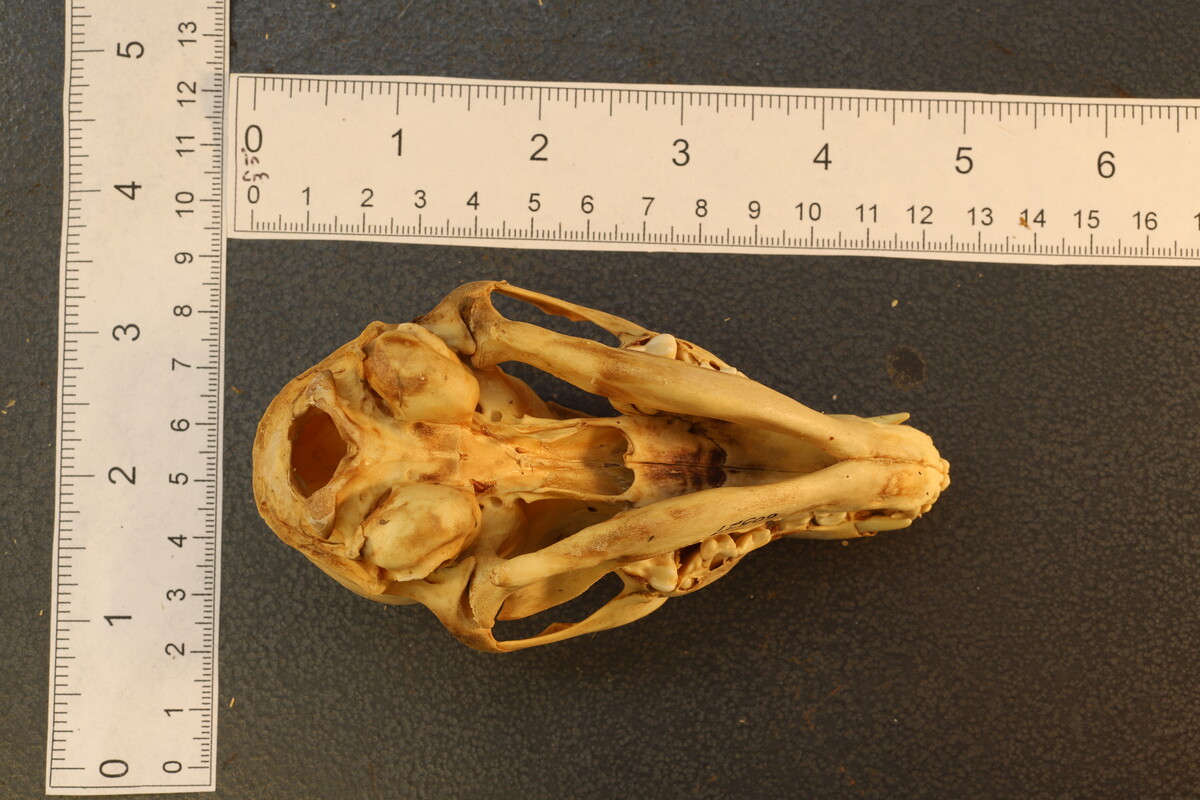 Vulpes vulpes regalis image