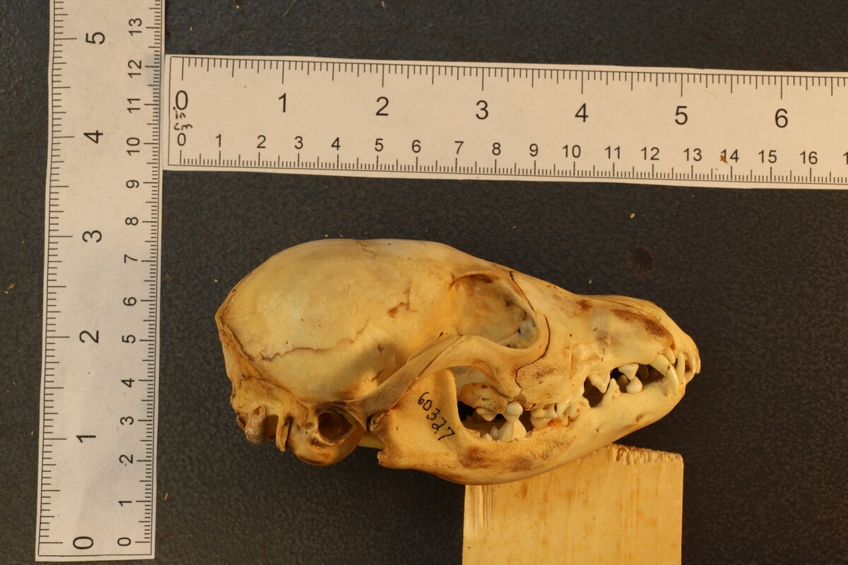 Vulpes vulpes regalis image