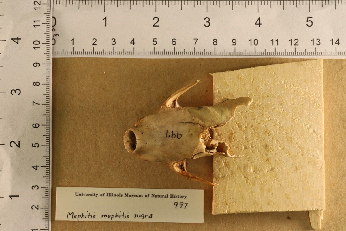 Mephitis mephitis nigra image