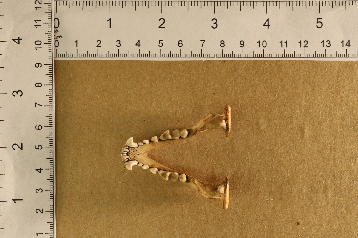 Mephitis mephitis image