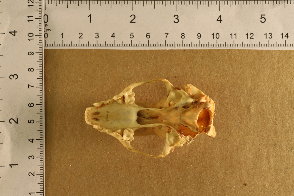 Mephitis mephitis nigra image