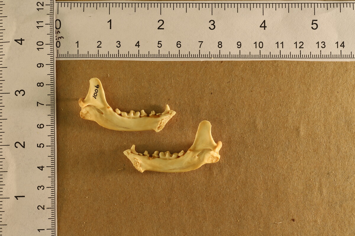 Mephitis mephitis image