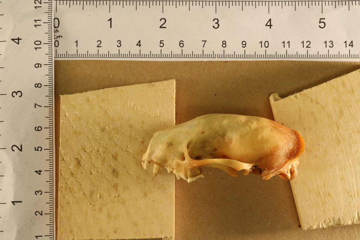 Mephitis mephitis image