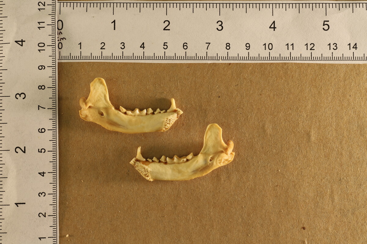 Mephitis mephitis nigra image