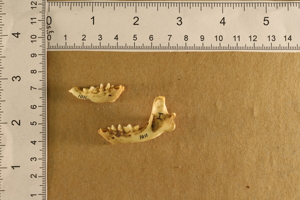 Mephitis mephitis image