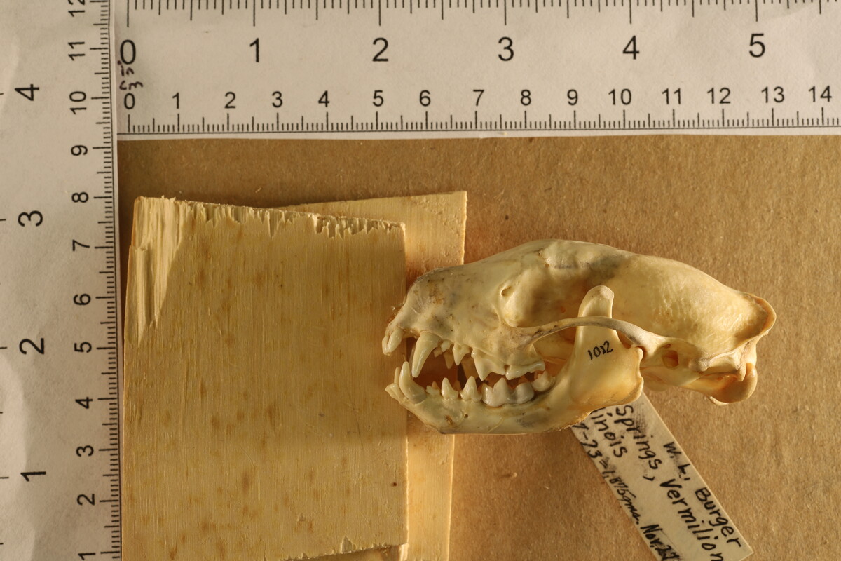 Mephitis mephitis nigra image