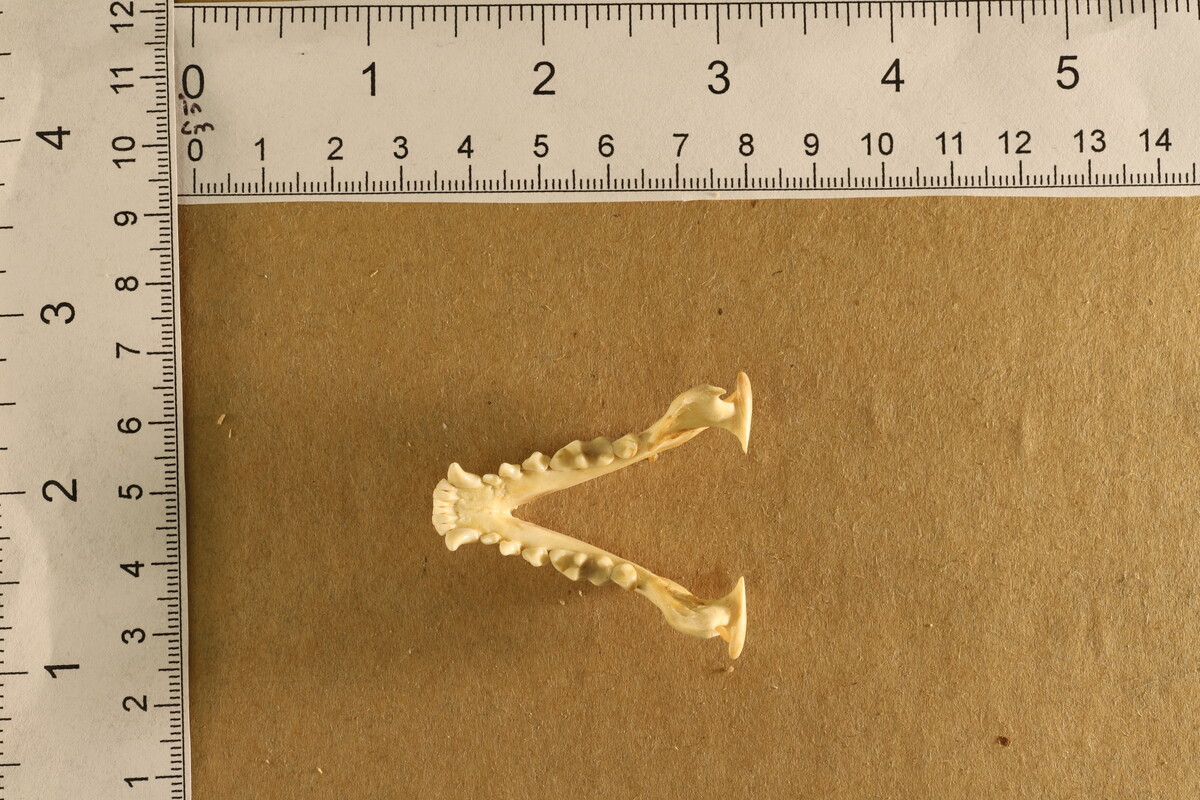 Mephitis mephitis nigra image