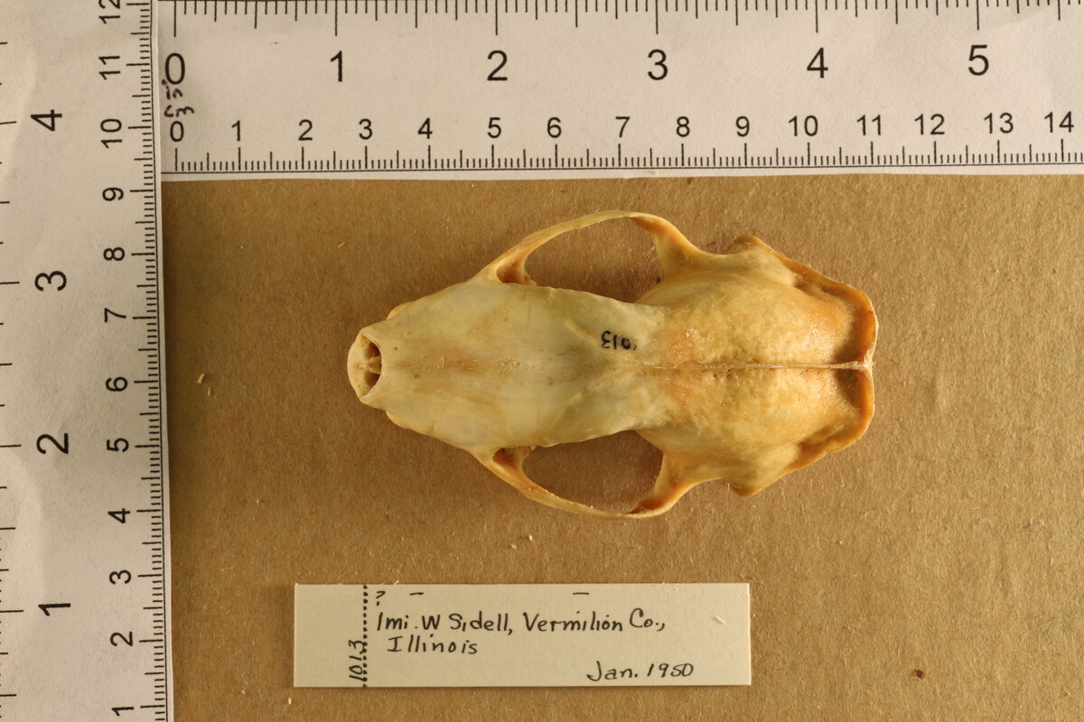 Mephitis mephitis nigra image