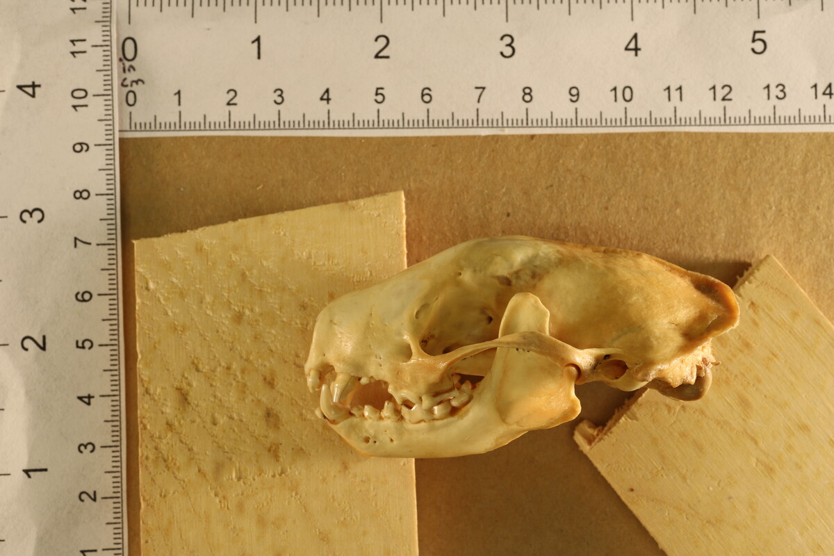 Mephitis mephitis nigra image