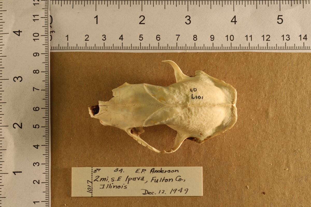 Mephitis mephitis image