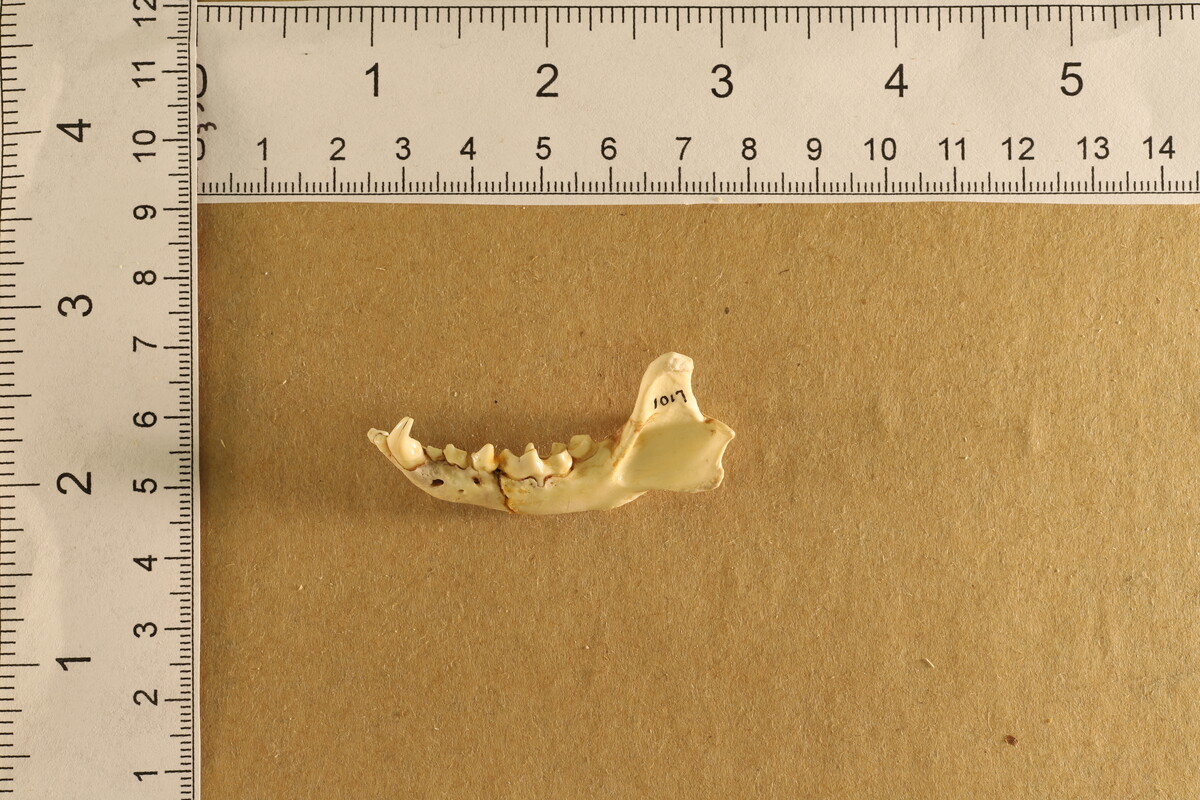 Mephitis mephitis image