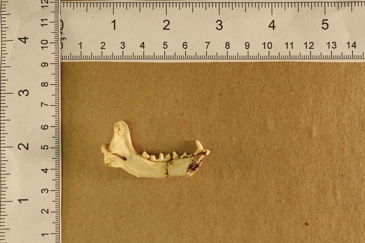 Mephitis mephitis avia image