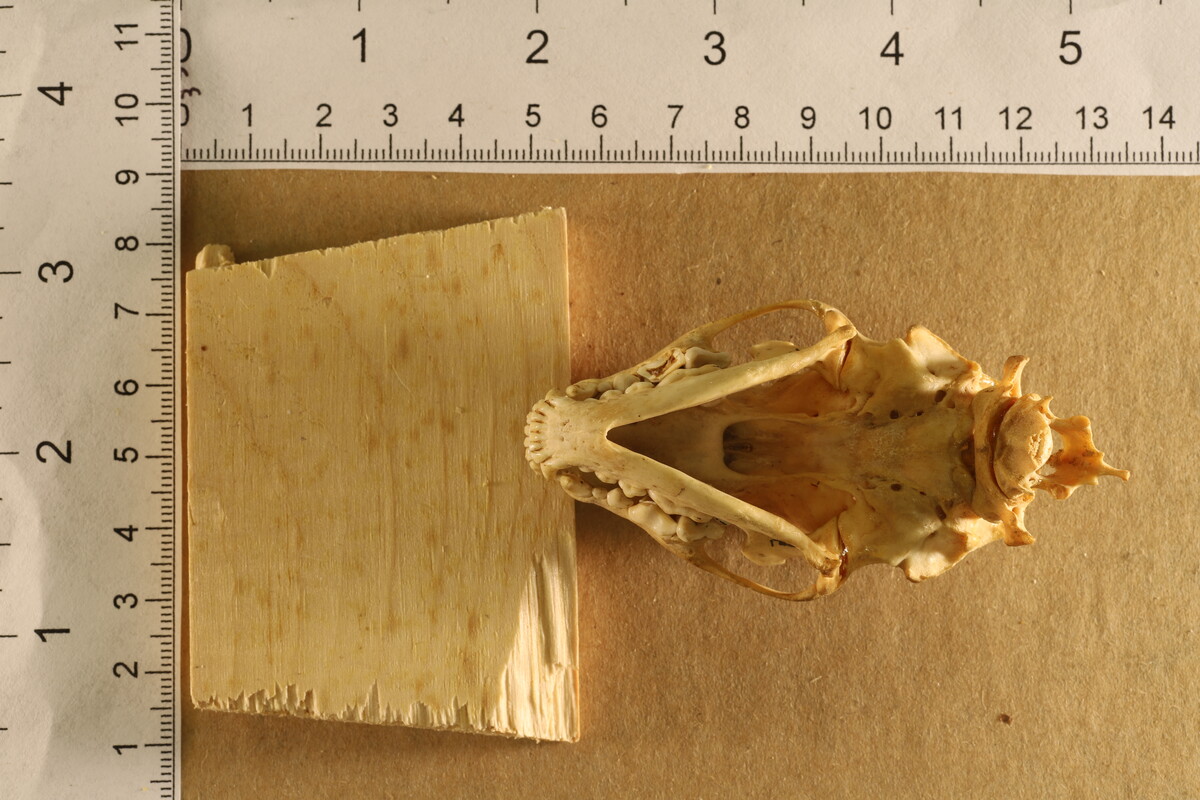 Mephitis mephitis image