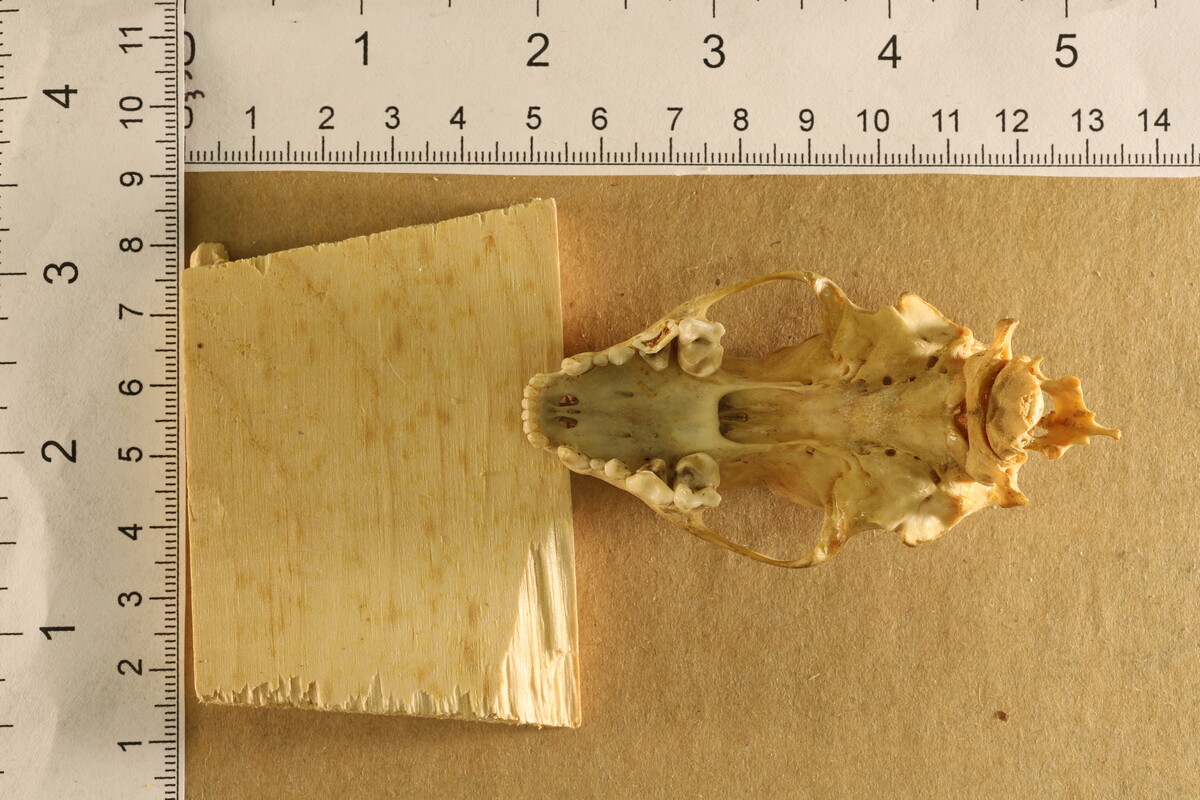 Mephitis image