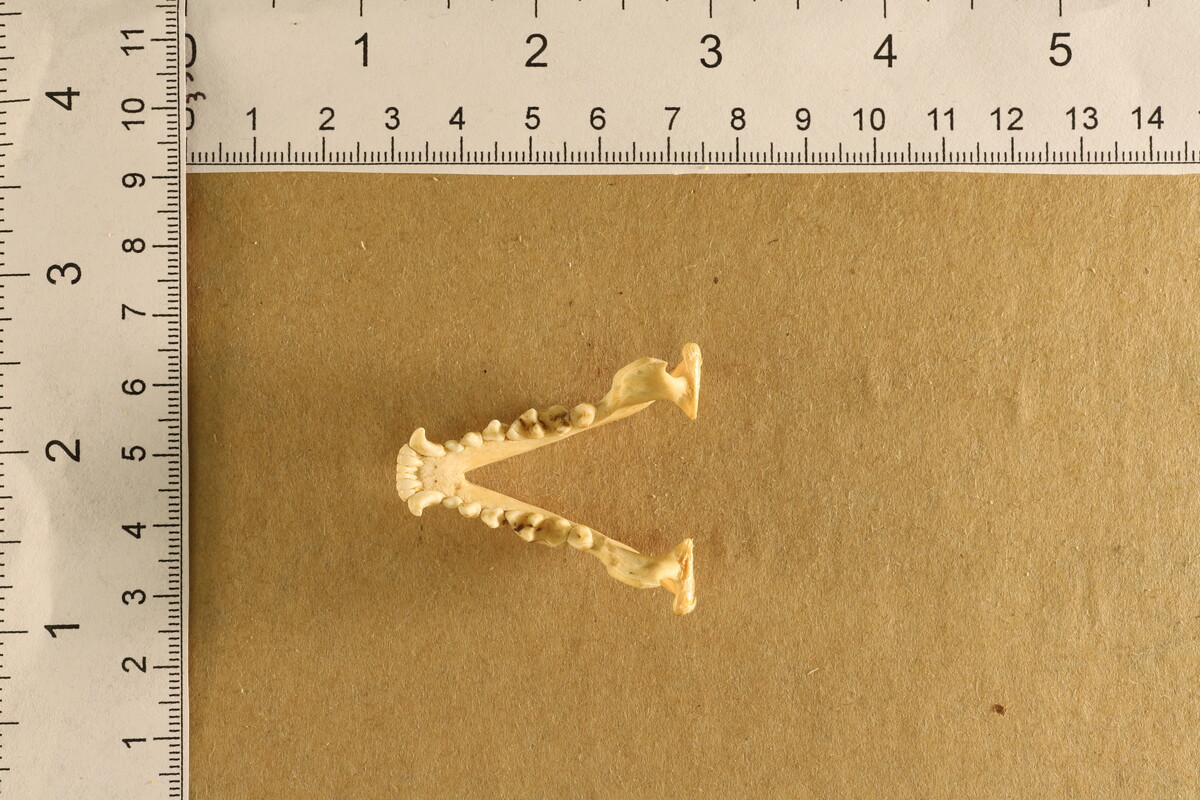 Mephitis mephitis avia image