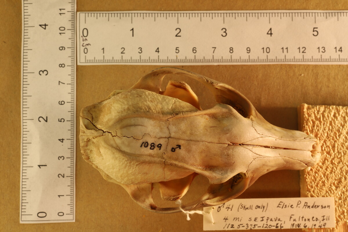 Urocyon cinereoargenteus image