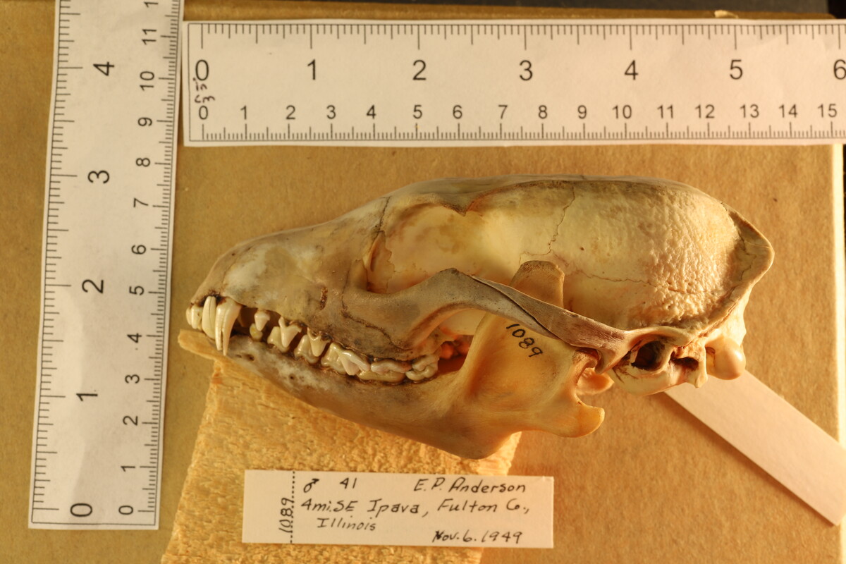 Urocyon cinereoargenteus cinereoargenteus image