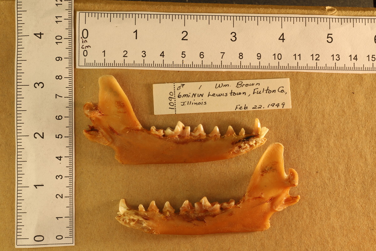 Urocyon cinereoargenteus image