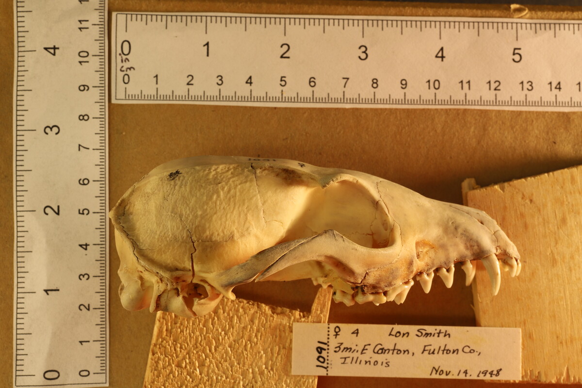 Urocyon cinereoargenteus cinereoargenteus image