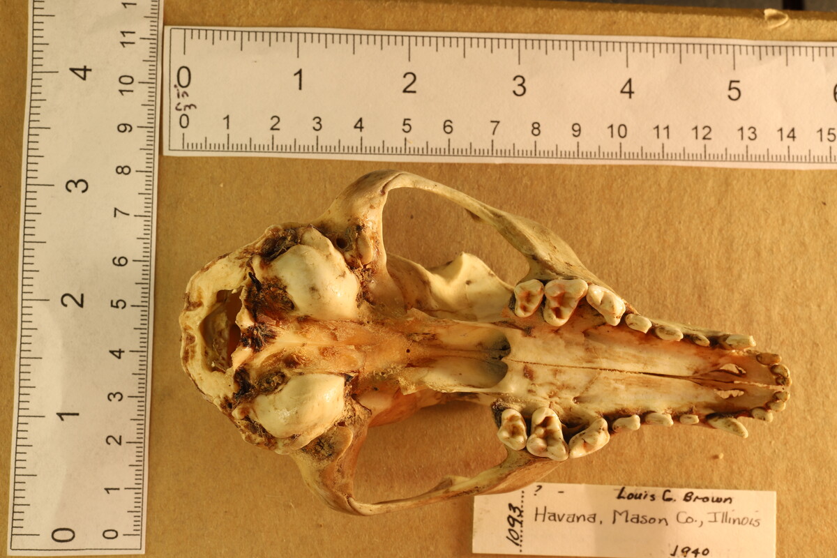 Urocyon cinereoargenteus image