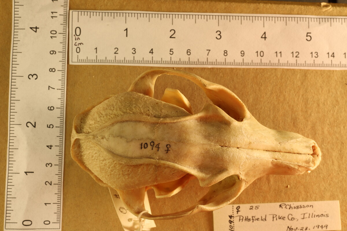 Urocyon cinereoargenteus cinereoargenteus image