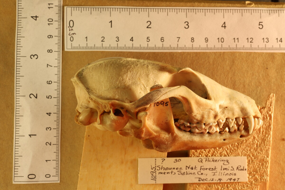 Urocyon cinereoargenteus image