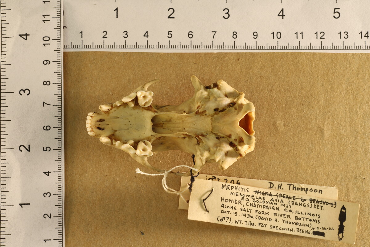 Mephitis mephitis avia image