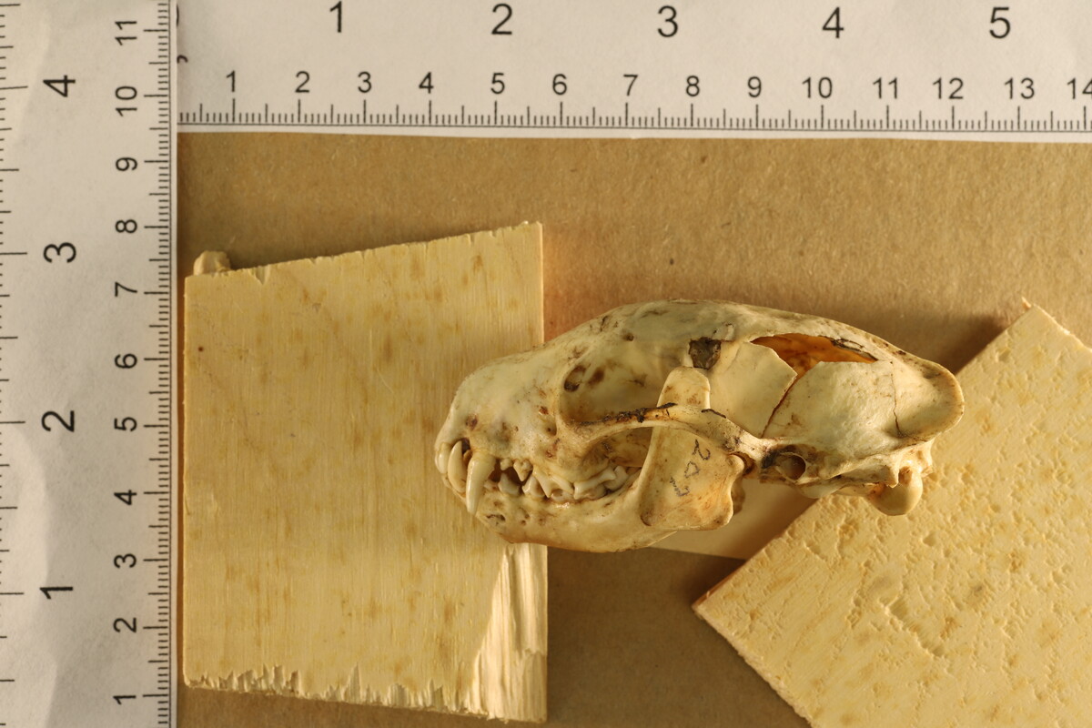 Mephitis mephitis image