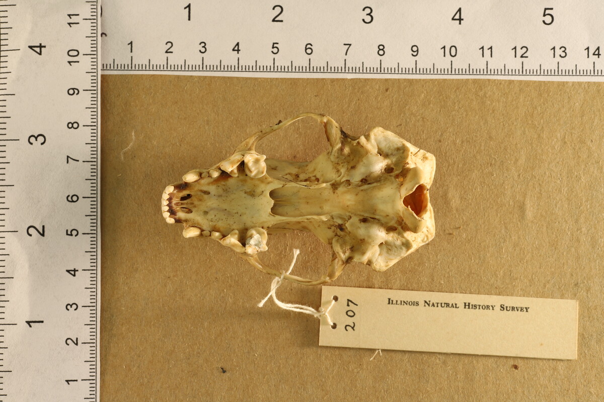 Mephitis mephitis nigra image