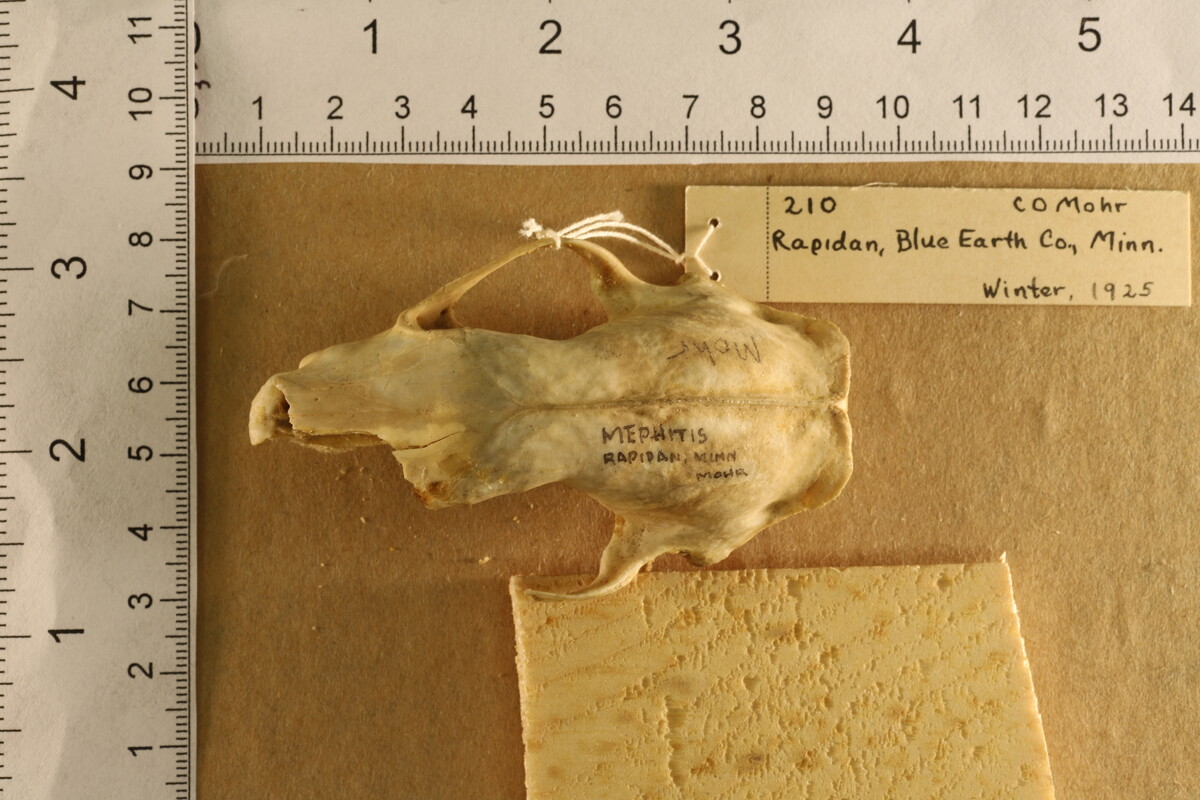 Mephitis mephitis hudsonica image