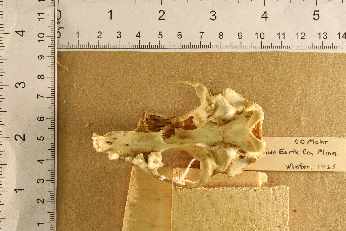 Mephitis mephitis hudsonica image
