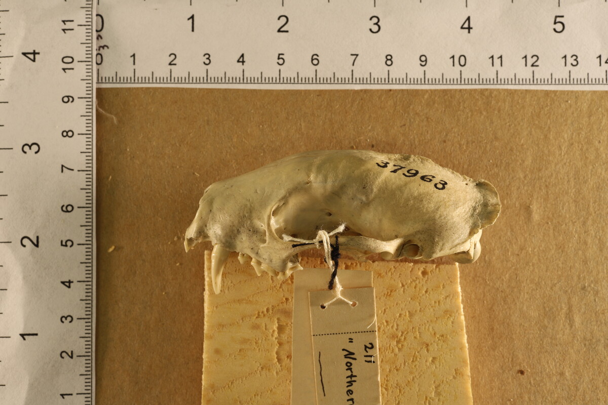 Mephitis mephitis hudsonica image