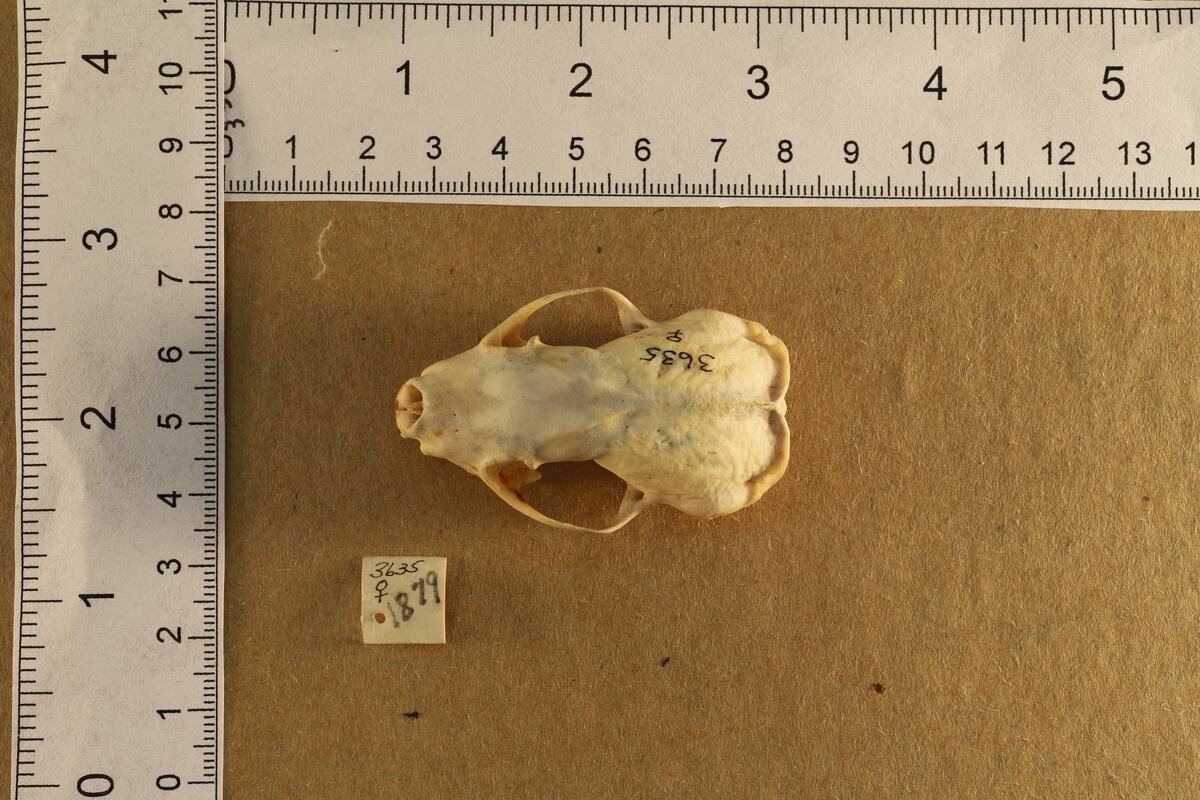 Spilogale putorius image