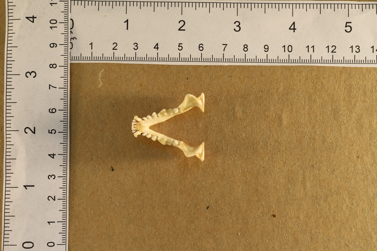 Spilogale putorius image