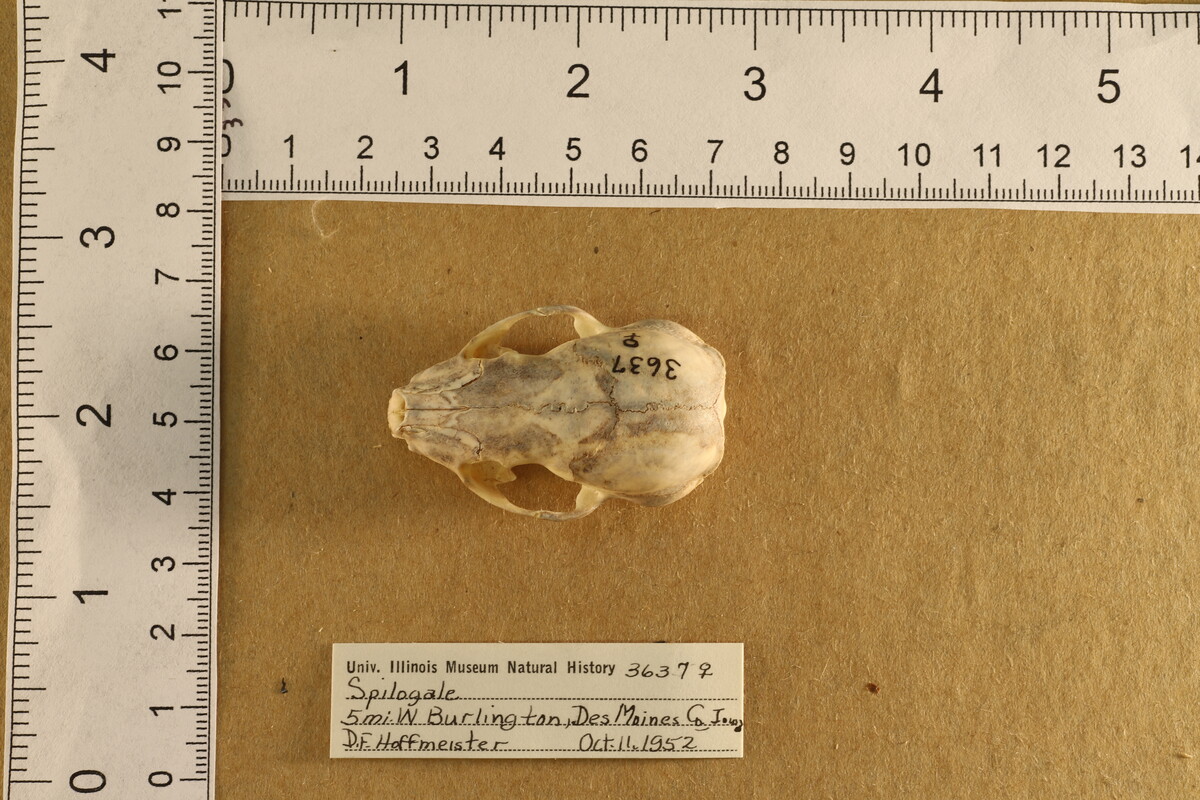 Spilogale putorius image